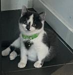 3 kittens, halflangharig, kruising noorse boskat. Katers!, Dieren en Toebehoren, Katten en Kittens | Raskatten | Langhaar, Kater