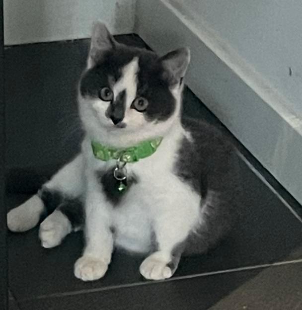 3 kittens, halflangharig, kruising noorse boskat. Katers!, Dieren en Toebehoren, Katten en Kittens | Raskatten | Langhaar, Kater