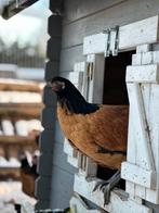 Vorwerk kippen te koop, Vrouwelijk, Kip