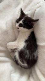2 schattige kittens, Dieren en Toebehoren, Katten en Kittens | Raskatten | Korthaar, Meerdere dieren, Ontwormd, 0 tot 2 jaar