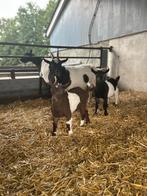 Jonge geitjes, Dieren en Toebehoren, Schapen, Geiten en Varkens, Vrouwelijk, Geit