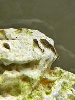 Jonge Pleco algeneters - gratis afhalen – 2 maanden oud, Vis, Zoetwatervis