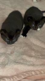 Leuk vervroegd sinterklaas if kerst cadeautje nog 2 over, Dieren en Toebehoren, Katten en Kittens | Overige Katten, Meerdere dieren