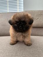 Prachtige Boomer pups te koop !, Rabiës (hondsdolheid), Overige rassen, 8 tot 15 weken, Meerdere