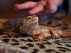 Twee lieve tamme baardagamen met terrarium, Hagedis, Met terrarium, 3 tot 6 jaar