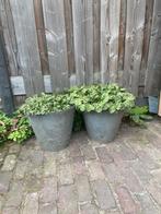 2 grote potten met mini hosta plant, Ophalen, Kunststof, Gebruikt, Minder dan 60 cm