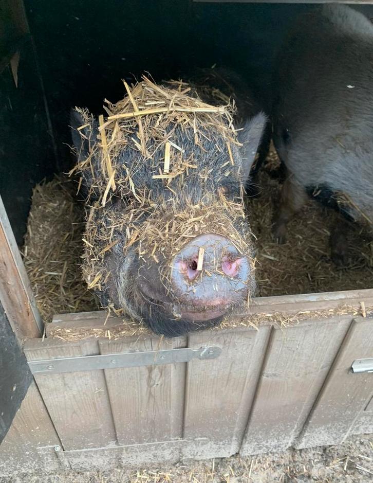Liefdevol tehuis gezocht!, Dieren en Toebehoren, Schapen, Geiten en Varkens, Varken, Meerdere dieren