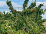 Nooit meer dure kersen kopen, Tuin en Terras, Planten | Bomen, Ophalen