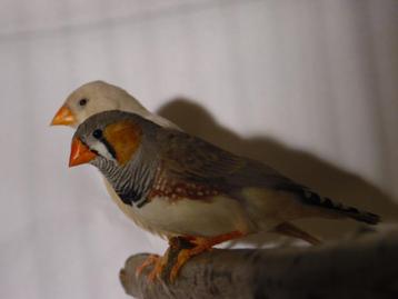 Zebravink | Tropische vogels | Passend advies beschikbaar voor biedingen