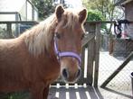 Shetland pony, Dieren en Toebehoren, Niet van toepassing, Hengst, A pony (tot 1.17m), 11 jaar of ouder