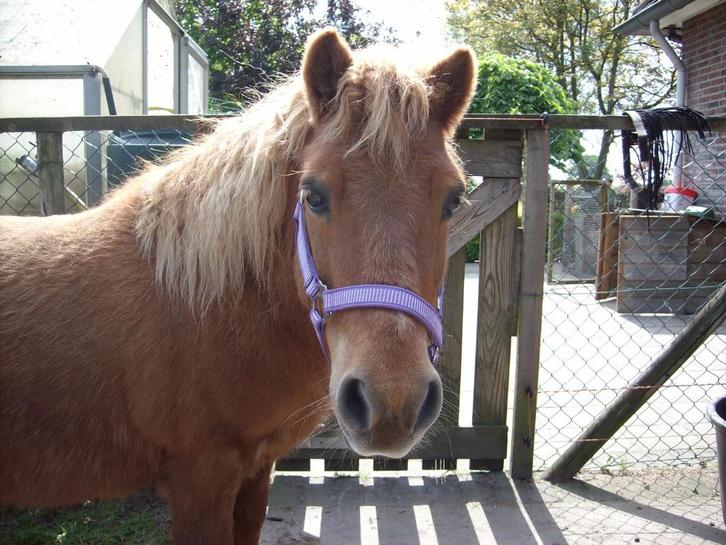 Shetland pony, Dieren en Toebehoren, Pony's, Hengst, Niet van toepassing, A pony (tot 1.17m), Recreatiepony, 11 jaar of ouder