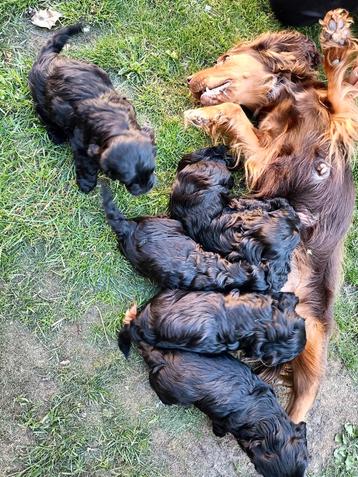 Cockapoo pups  beschikbaar voor biedingen