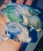 Prachtige piep jonge agapornis personata violet en turquoise, Dieren en Toebehoren, Vogels | Parkieten en Papegaaien, Meerdere dieren