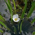 Gevraagd:    Krabbescheer - vijverplanten, Zomer, Vaste plant, Vijverplanten, Ophalen