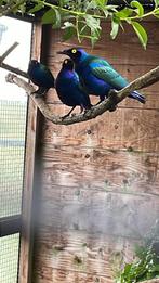 Purperglansspreeuw, Dieren en Toebehoren, Mannelijk