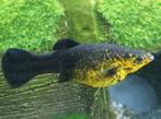 Black molly vissen te koop, Overige typen, Zoetwatervis, Schoolvis