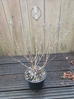 Caryopteris clandonensis 'heavenly blue ( sier heester ), Overige soorten, Volle zon, Vaste plant, Ophalen of Verzenden