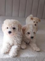 Maltipoo pups, Poedel, Rabiës (hondsdolheid), 8 tot 15 weken, Meerdere