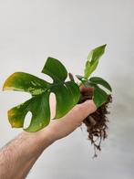 Rhaphidophora Tetrasperma variegated, Huis en Inrichting, Overige soorten, Minder dan 100 cm, Ophalen of Verzenden, Halfschaduw