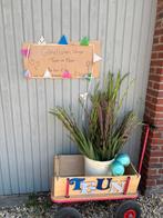 Gladiolen vers uit het veld, Tuin en Terras, Bloembollen en Zaden, Ophalen of Verzenden