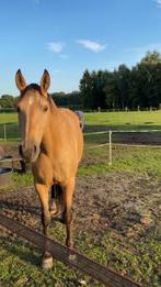 8 jarige valk merrie, Dieren en Toebehoren, Pony's, Dressuurpony, Gechipt, Zadelmak, 7 tot 10 jaar