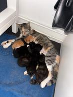 Lieve KITTENS, Dieren en Toebehoren, Katten en Kittens | Overige Katten