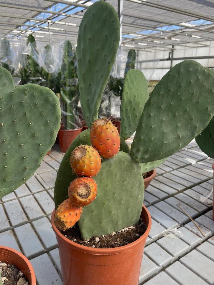 Cactus Opuntia Vigas Indica 23cm pot (Vijg Cactus), Huis en Inrichting, Kamerplanten, Cactus, Minder dan 100 cm, Bloeiende kamerplant