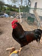 Barnevelder haan dubbel gezoomd, Dieren en Toebehoren, Pluimvee, Mannelijk, Kip