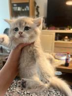 Briste kort haar kitten, Dieren en Toebehoren, Meerdere dieren, 0 tot 2 jaar