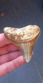 Fossiele Megalodon haaientand uit Indonesië., Verzamelen, Mineralen en Fossielen, Ophalen of Verzenden, Fossiel