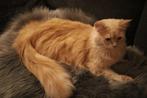 100% Maine Coon Creme | Dekkater zonder beperkingen, Kater, Ontwormd, 3 tot 5 jaar