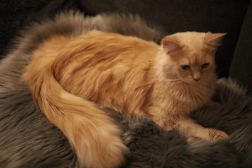 100% Maine Coon Creme | Dekkater zonder beperkingen beschikbaar voor biedingen