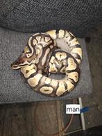 Balpytons en 2 luipaardgekko's, Dieren en Toebehoren, Slang, Met terrarium, 0 tot 2 jaar