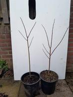 Pawpaw zaailingen, Ophalen of Verzenden, Volle zon, Overige soorten, Minder dan 100 cm