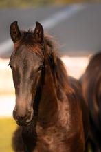 Opfok hengst veulen plekje beschikbaar, Opfok, 1 paard of pony
