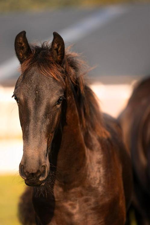 Opfok hengst veulen plekje beschikbaar, Dieren en Toebehoren, Stalling en Weidegang, Opfok, 1 paard of pony