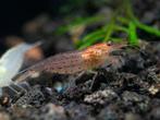 Oranje Amano garnaal, Kreeft, Krab of Garnaal