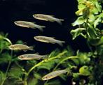 Zebra Danio - Zebra visjes -  Zebrabarbeel, Dieren en Toebehoren, Vis