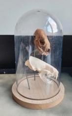 2 x Nerts schedel in stolp -rariteit-skull-mink-geraamte, Ophalen of Verzenden, Zo goed als nieuw, Wild dier, Schedel