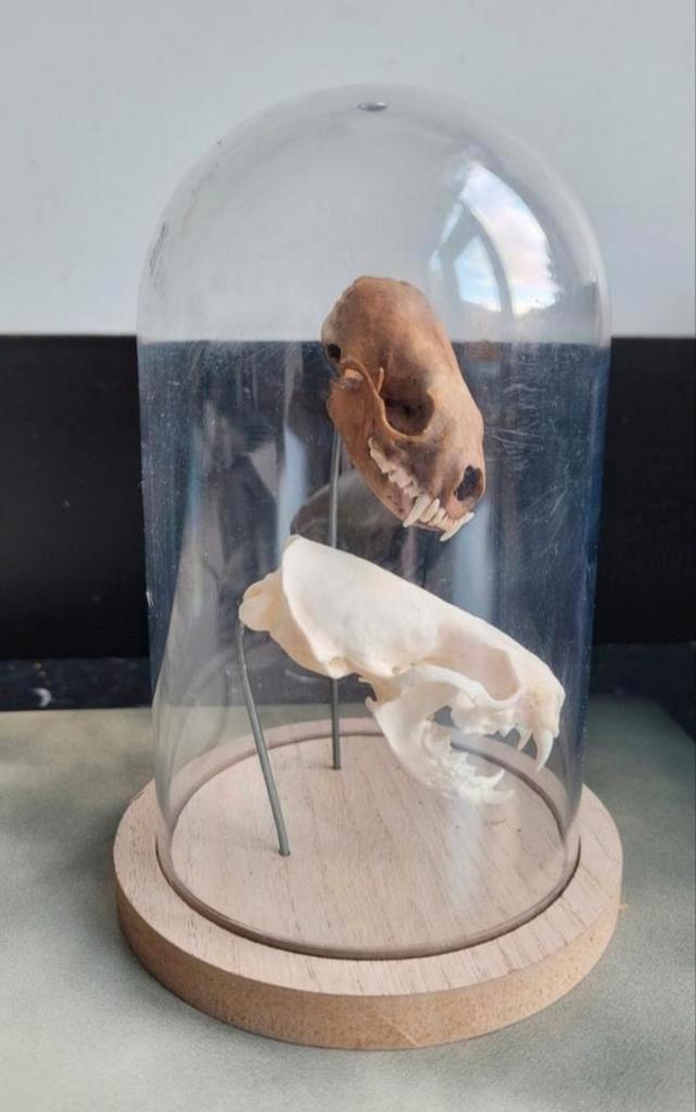 2 x Nerts schedel in stolp -rariteit-skull-mink-geraamte, Verzamelen, Dierenverzamelingen, Zo goed als nieuw, Schedel, Wild dier