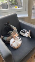 mooie kater kitten te koop, Dieren en Toebehoren, Katten en Kittens | Overige Katten, Kater, Kortharig, 0 tot 2 jaar