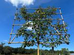 Photinia fraseri Red Robin leiboom - Glansmispel leibomen, In pot, Halfschaduw, 250 tot 400 cm, Winter