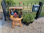 Dahlia zaailingen, Tuin en Terras, Planten | Tuinplanten, Ophalen of Verzenden, Zomer, Overige soorten, Volle zon