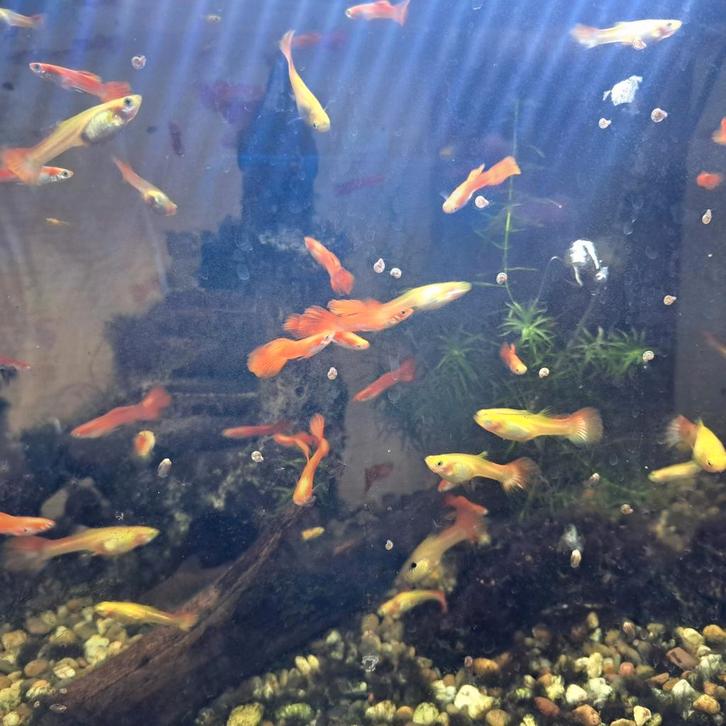 Oranje warmwaterguppen te ruil aangeboden, Dieren en Toebehoren, Vissen | Aquariumvissen, Vis