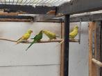 Rosella's. Bergen.barraband, Dieren en Toebehoren, Meerdere dieren, Parkiet, Geringd