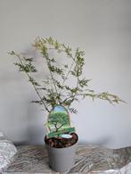 Acer Japanse Esdoorn Emerald Lace bonsai starter, Tuin en Terras, Planten | Bomen, Bloeit niet, Halfschaduw, Minder dan 100 cm