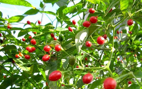 Bolivian wild peper plant Bio, Tuin en Terras, Planten | Tuinplanten, Vaste plant, Overige soorten, Volle zon, Zomer, Ophalen