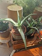 Enorme agave in kunstof pot vetplant, Huis en Inrichting, Minder dan 100 cm, Ophalen of Verzenden, Halfschaduw