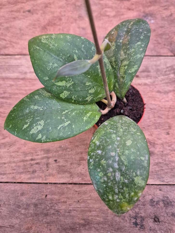 Hoya Aff Vitellina p6, Huis en Inrichting, Kamerplanten, Minder dan 100 cm, Halfschaduw, Ophalen of Verzenden