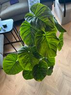 Philodendron Majestic - 4 Stammen - Arnhem, Ophalen, Halfschaduw, Minder dan 100 cm